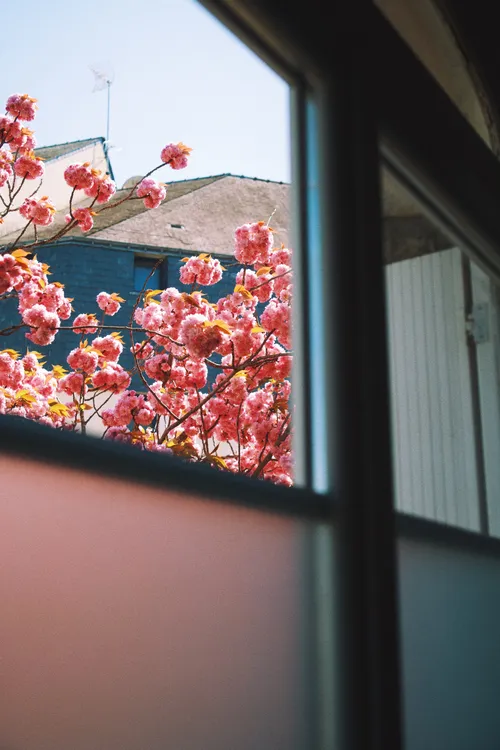 L'arbre fleuri visible depuis la fenêtre du cabinet